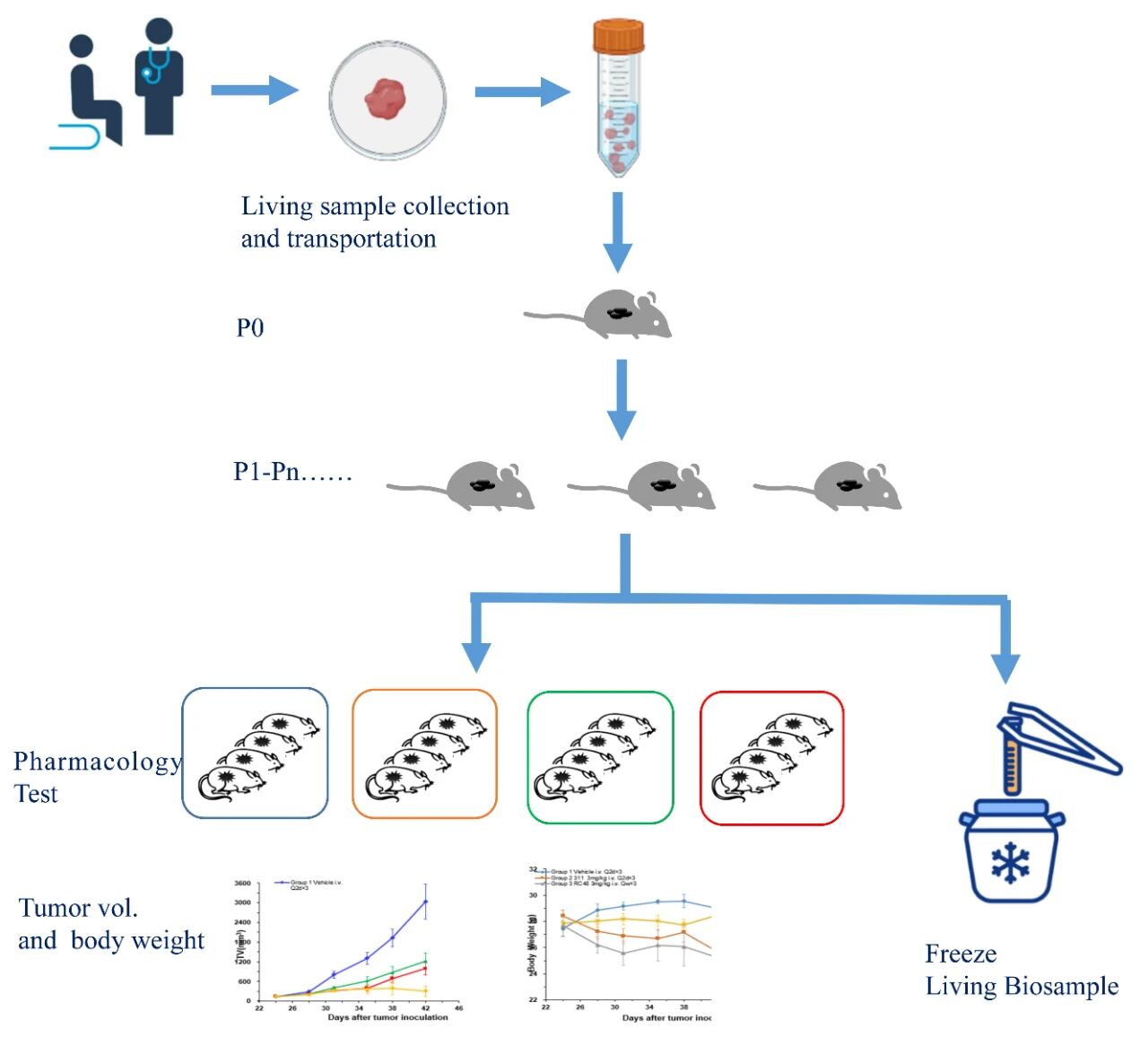 1759979202122468.jpg 肿瘤5.jpg