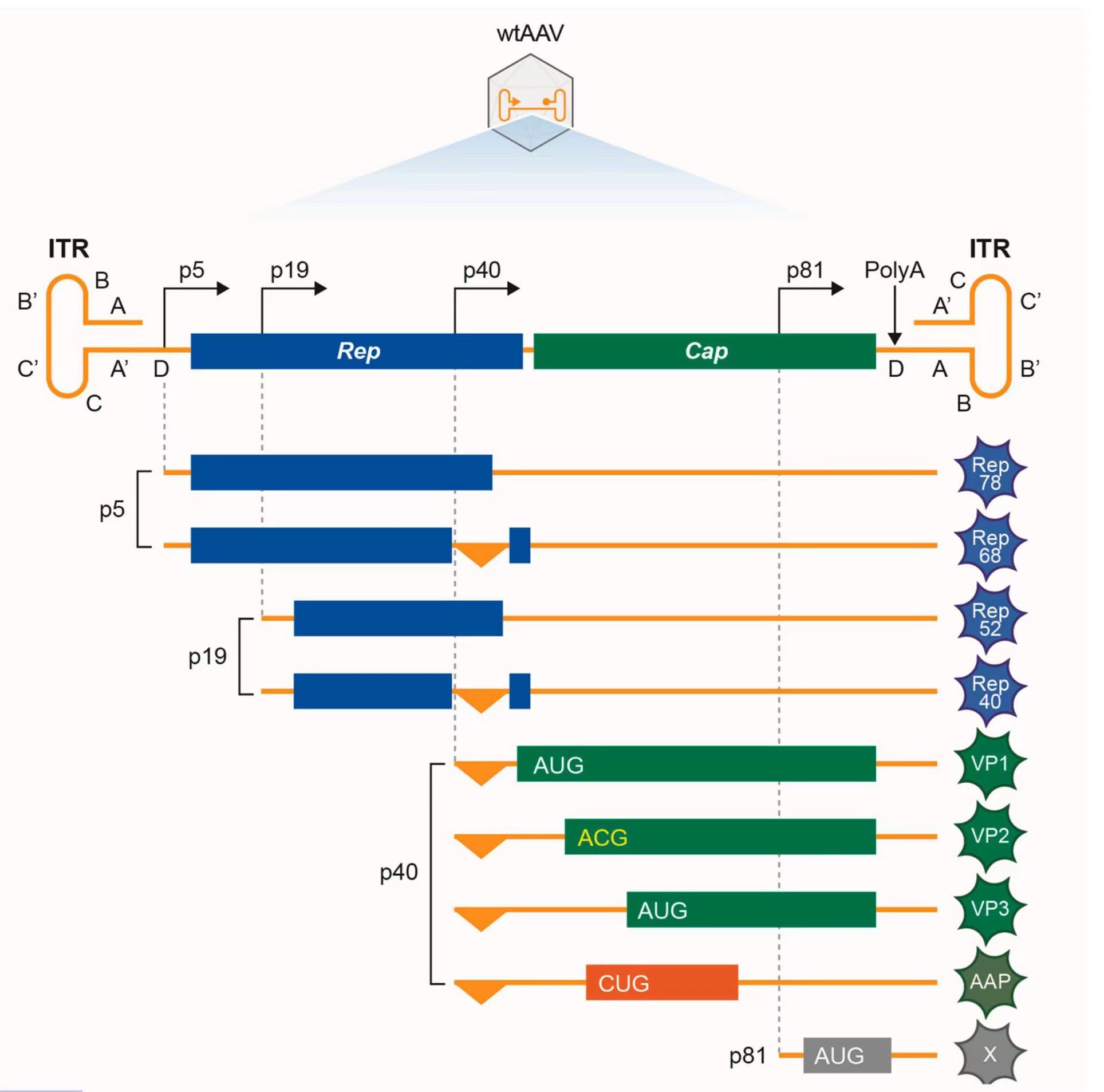 1663926917516596.jpg 2e26787df46b956c0a77b901c0ea723.jpg