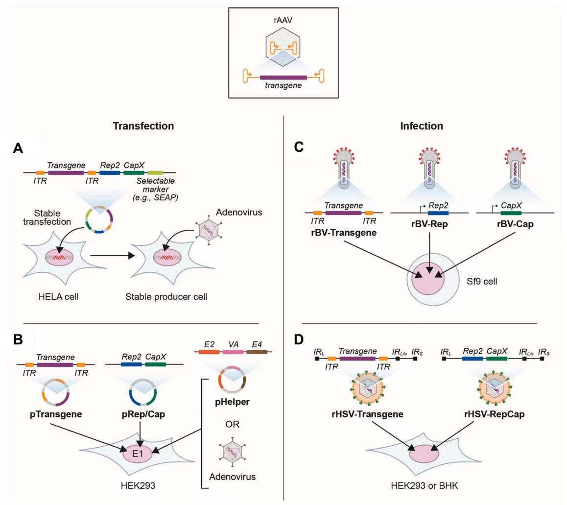 1663926935149707.jpg d054a5377decaea81044e5faf2798c2.jpg